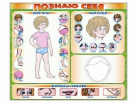 Стенд маркерный "Познаю себя" (тело, голова, органы чувств) - «globural.ru» - Хабаровск