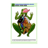 Рельефная таблица "Внутреннее строение лягушки" (формат А1, матовое ламинир.) - «globural.ru» - Хабаровск