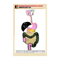 Рельефная таблица "Пищеварительный тракт" (формат А1, матовое ламинир.) - «globural.ru» - Хабаровск