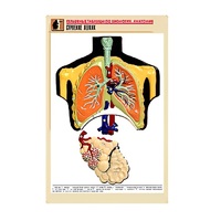 Рельефная таблица "Строение легких" (формат А1, матовое ламинир.) - «globural.ru» - Хабаровск