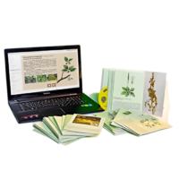 Гербарий натурально-интерактивный "Дикорастущие растения" - «globural.ru» - Хабаровск