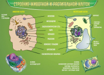 Стенд "Строение животной и растительной клеток" - «globural.ru» - Хабаровск