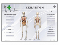 Электрифицированный стенд-тренажер "Скелетон" - «globural.ru» - Хабаровск