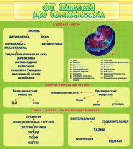 Стенд "От клетки до организма" - «globural.ru» - Хабаровск