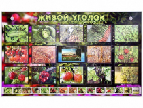 Комплект оборудования "Живой уголок" (растения) с тифлопереводом и сурдокомментариями - «globural.ru» - Хабаровск