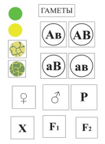 Модель-аппликация Дигибридное скрещивание  и  его цитологические основы - «globural.ru» - Хабаровск