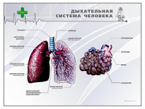 Стенд "Дыхательная система человека" - «globural.ru» - Хабаровск