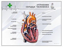 Стенд "Строение сердца человека" - «globural.ru» - Хабаровск