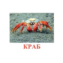 Карточки Домана "Подводный мир" - «globural.ru» - Хабаровск