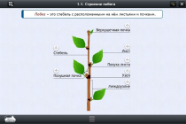 Интерактивные курсы. Биология 6 класс. Расширенный - «globural.ru» - Хабаровск