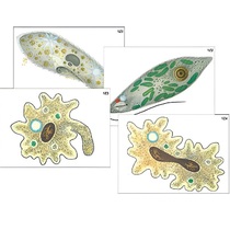 Модель-аппликация "Строение и разнообразие простейших" (ламинированная) - «globural.ru» - Хабаровск