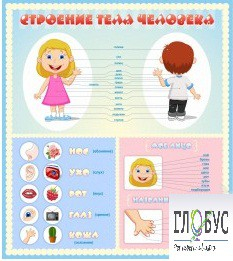 Стенд "Строение человека" для детей - «globural.ru» - Хабаровск