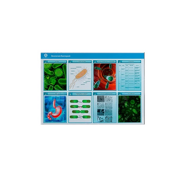 Стенд-планшет светодинамический «Изучение экологии бактерий» - «globural.ru» - Хабаровск