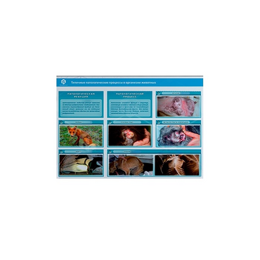 Стенд-планшет светодинамический "Изучение типических патологических процессов в организмах животных" - «globural.ru» - Хабаровск